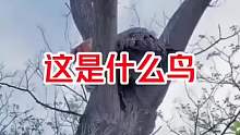 这是什么鸟