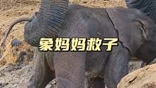 大象救子