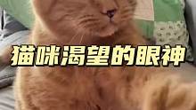 猫咪渴望的眼神