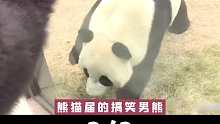 熊猫届的搞笑男熊究竟有多好笑3
