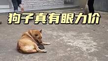 狗子真有眼力价
