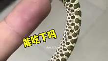 这小蛇还敢咬我