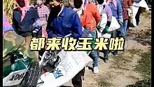 都来收玉米啦