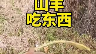 聰明的山羊吃東西