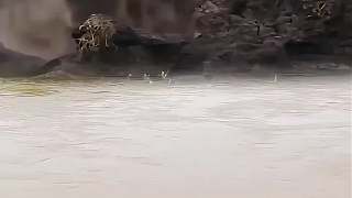 趕獅子下水
