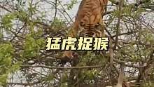 老虎竟然会爬树