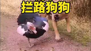 你再上前，信不信我咬你一口