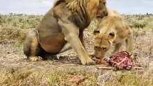 母狮子叼着食物跑了