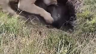 獅子捕獵疣豬