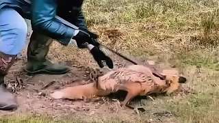 被好心人救助