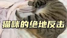 猫咪的绝地反击