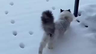 貓咪有點騷