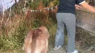 調(diào)皮的山羊