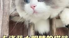 卡姿蓝大眼睛的猫咪