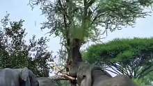 一棵树三下就被大象给推倒了