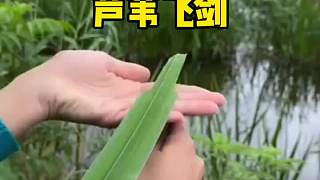 這個(gè)東西估計(jì)你們小時(shí)候都玩過吧