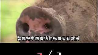 同樣是黑松露，為啥國(guó)外賣(mài)到上萬(wàn)元一斤，國(guó)內(nèi)卻成了“豬飼料”？3