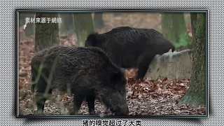豬的嗅覺超過了犬類，為什么有警犬，沒有警豬呢？1