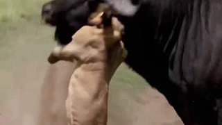 水牛撞死獅子