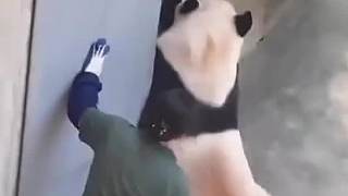 熊貓也瘋狂