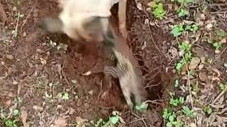 咬傷狗狗的潑皮蛇