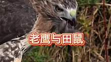 老鹰与田鼠