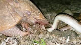 被低估的犰狳