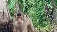 泛滥成灾的猴子被越南老表抓住后要完犊子了