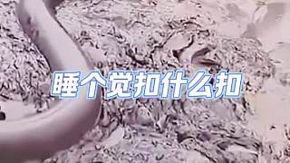 這辣條真大