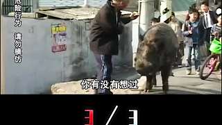 人類(lèi)無(wú)法馴服的3種坐騎，為什么同樣是馬，斑馬卻不能用來(lái)當(dāng)坐騎？ 3