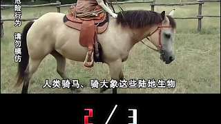 人類無法馴服的3種坐騎，為什么同樣是馬，斑馬卻不能用來當(dāng)坐騎？2