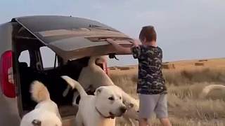 牧羊人帶領(lǐng)坎高犬埋伏偷羊的野狼