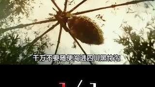 四川禁地黑竹溝！有進無出的神秘地帶，到底有多危險？（2_3）