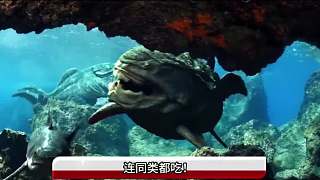 連同類也吃！一口吞掉巨齒鯊？深海的神秘巨獸！2