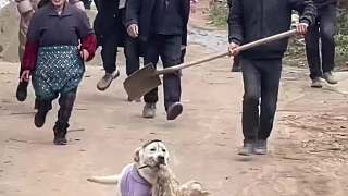 這只偷鴨被全村人追著打的拉布拉多