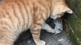貓咪有點損