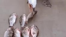 鱼鹰这么能吃吗
