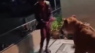 母獅闖入村莊