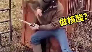 求牛心理陰影