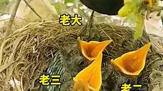 原來(lái)鳥(niǎo)也偏心