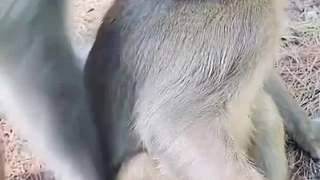 猴哥有點懵