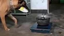 狗子居然会做饭
