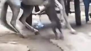 發(fā)瘋的比特犬想咬死馬兒