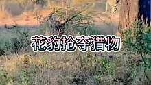 花豹抢猎物