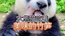 大熊猫吃竹笋