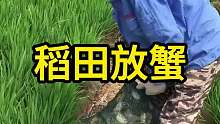 稻田放蟹