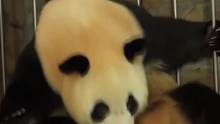你见过熊猫生宝宝