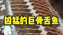 凶猛的巨骨舌鱼，鳞片比钢铁还要坚硬