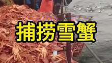 捕捞上来的螃蟹为什么要将他们分解掉