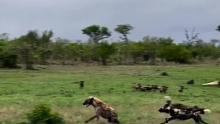 鬣狗抢夺野狗的食物